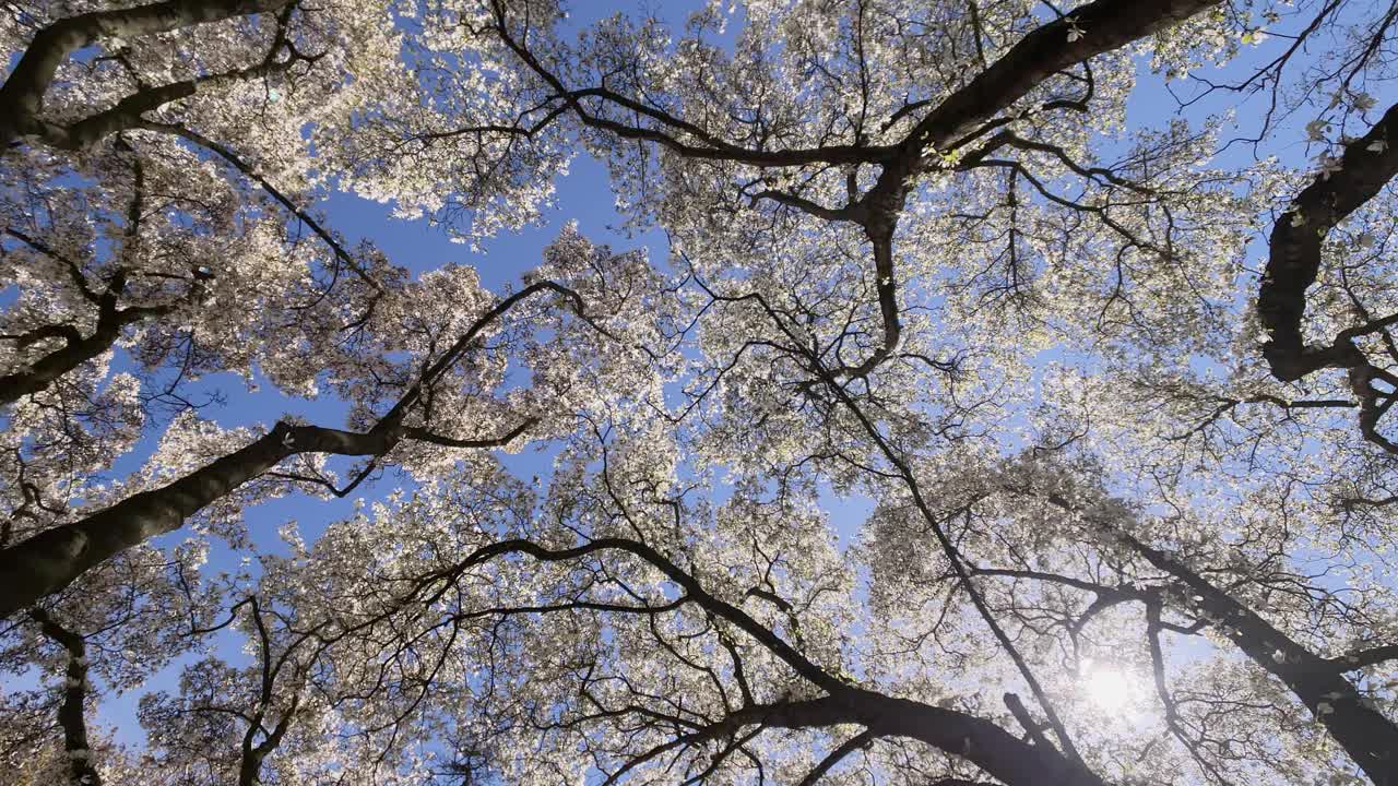 低角度的高大和白色开花的树反对阳光在春天视频下载