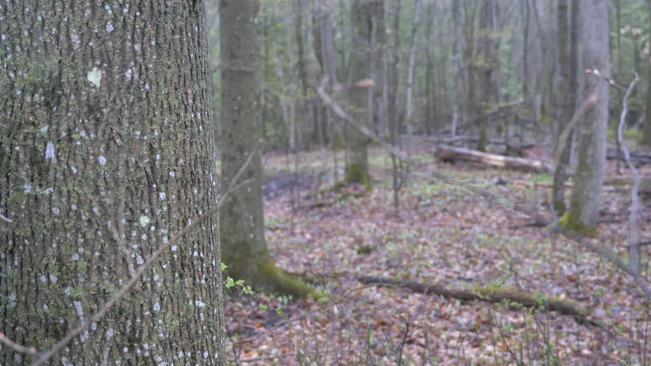 森林中的猎人视频下载