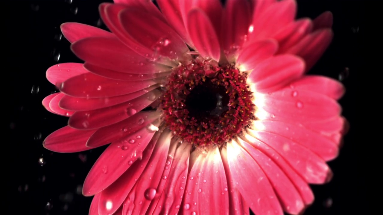 超级慢镜头上的红花非洲菊滴着水。拍摄速度为1000帧/秒。视频下载