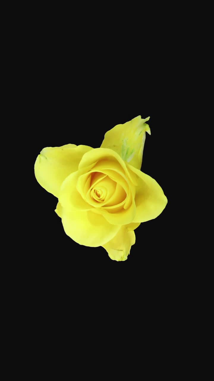 时间流逝垂死的四月玫瑰，垂直方向视频下载