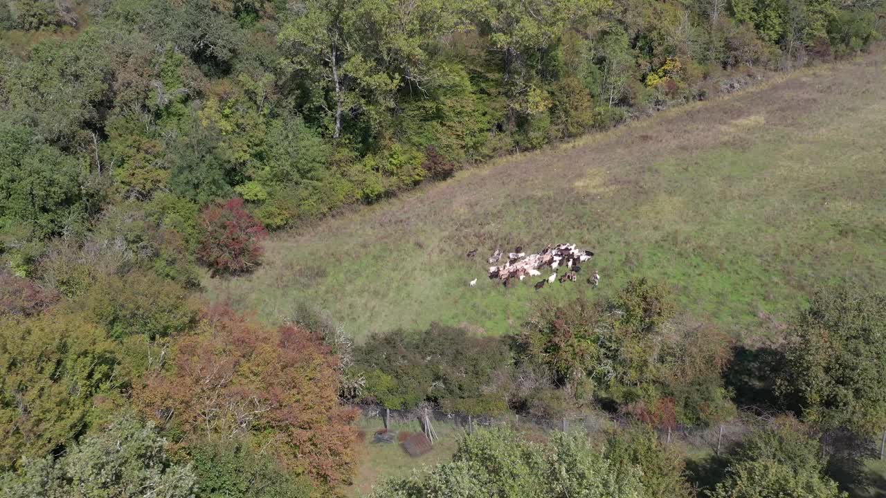 在意大利托斯卡纳的基安蒂山，从无人机拍摄的美丽羊绒山羊。视频下载