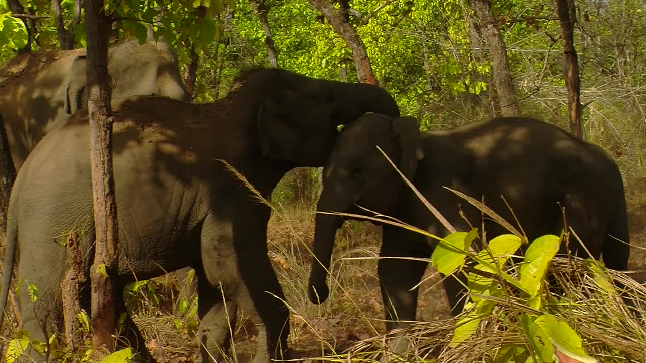 大象大战/印度视频下载