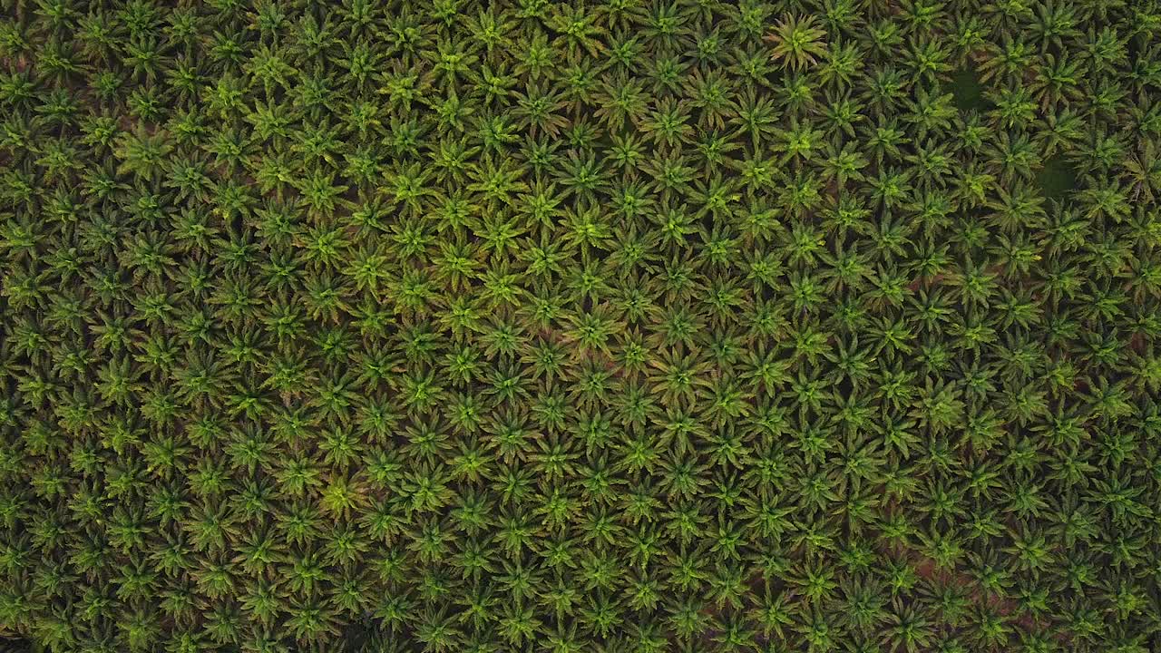 在东亚的绿色棕榈油种植园的Arial视图。视频下载
