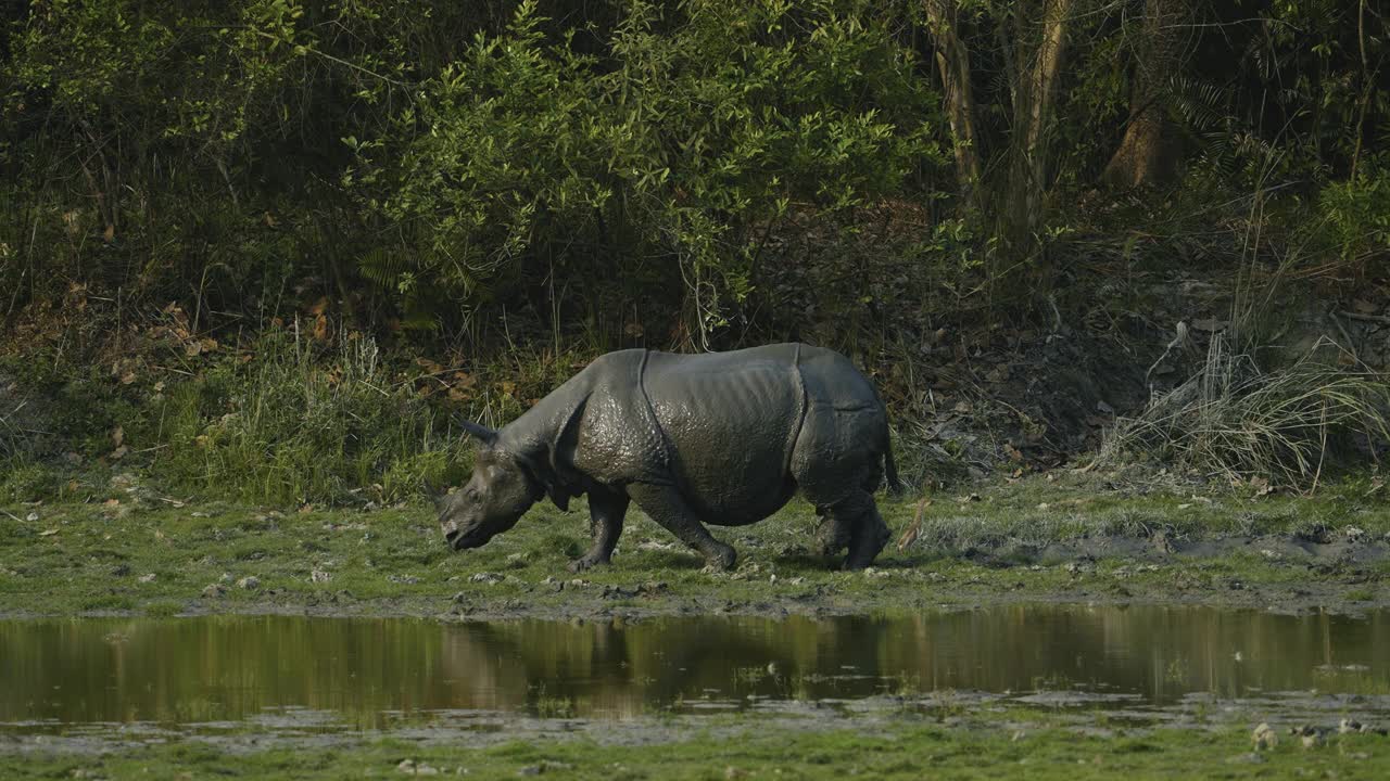 印度一只角犀牛(独角犀牛)在水中放松的慢动作视频下载