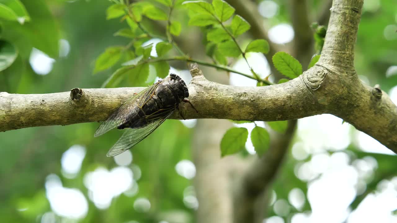 蝉鸣叫求偶的视频。这个品种被称为“Kumazemi”。视频下载