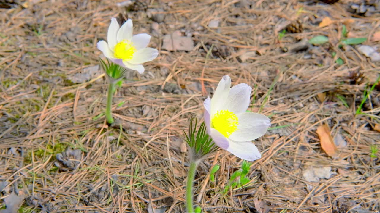 针叶林中盛开的白头翁花。春天，微风，西伯利亚。慢动作视频下载
