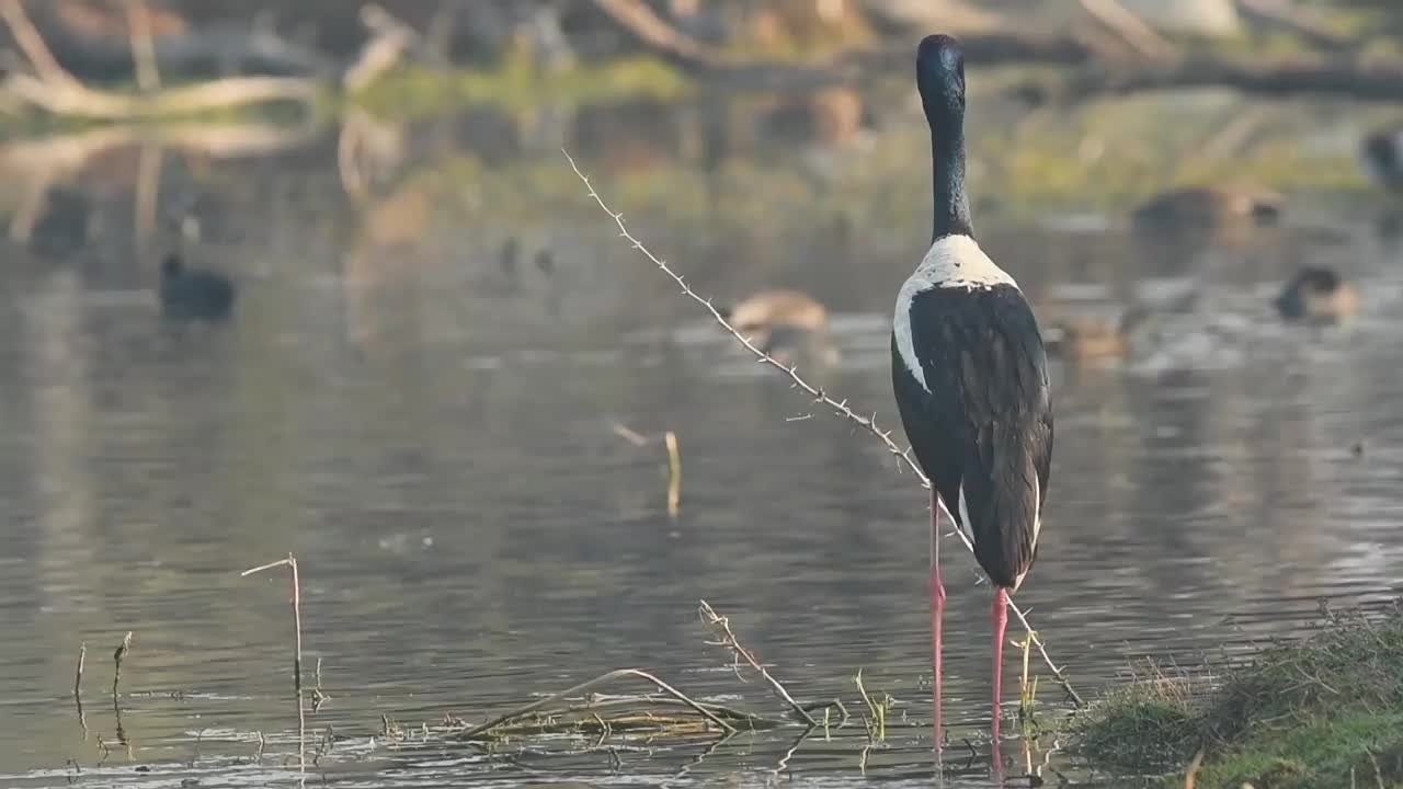 近距离拍摄的黑颈鹤在自然风景背景的湿地keoladeo国家公园或bharatpur鸟类保护区印度-亚洲斑喙鸟视频下载