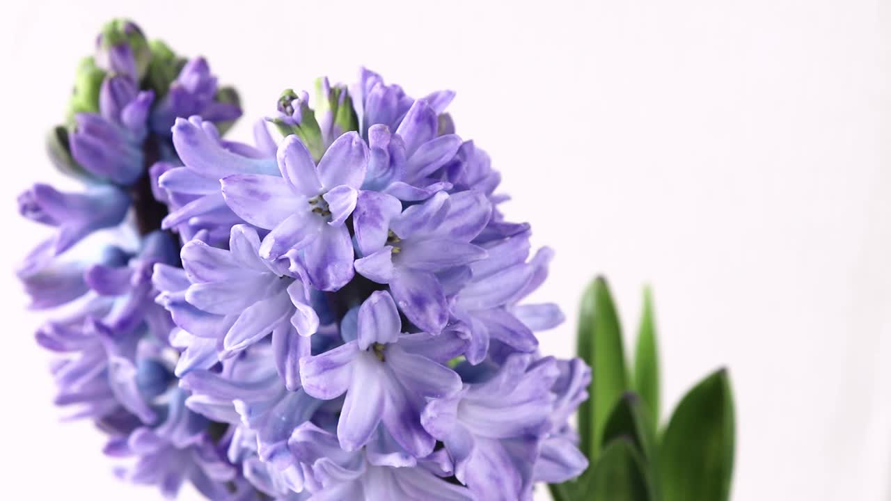 紫色的风信子花和水滴。视频下载