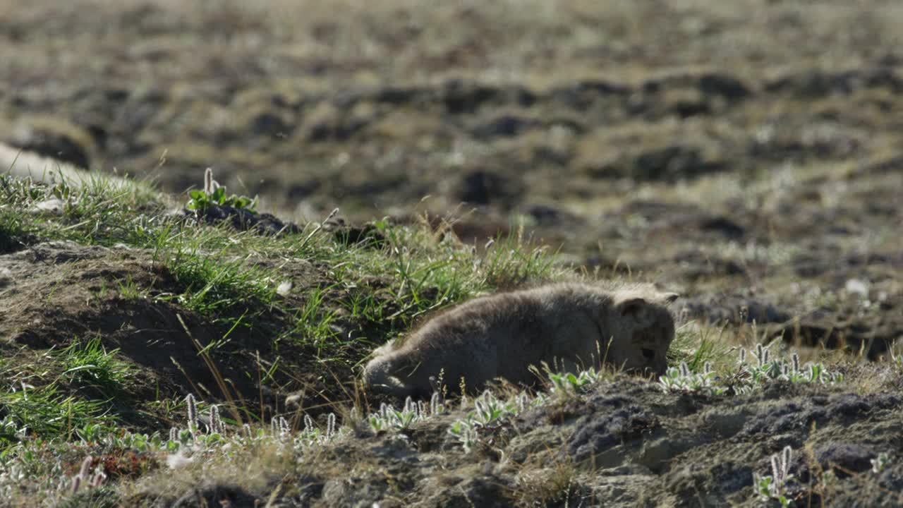 北极狼的幼崽叼着肉穿过巢穴视频下载