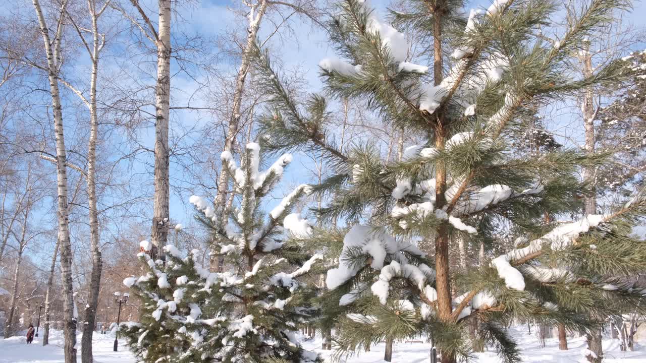 冬天的公园。仰望覆盖着白雪和天空的树枝。冬天在户外行走视频下载