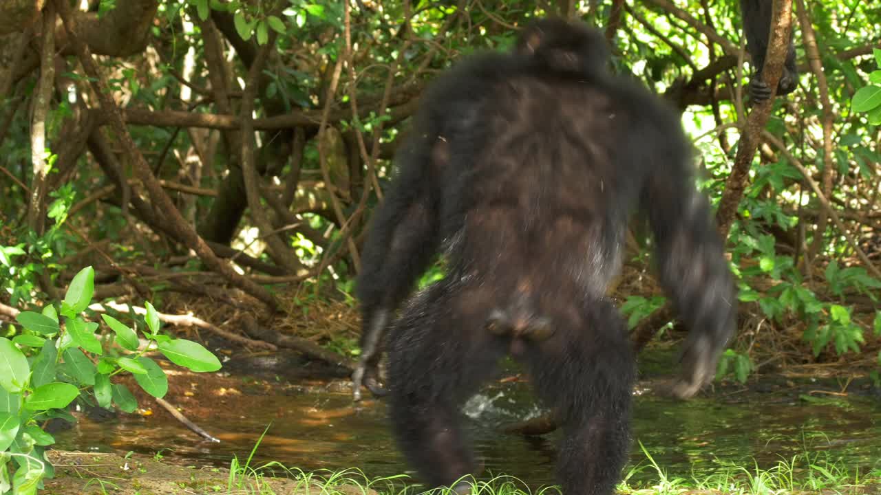 当第二只雄性黑猩猩靠近时，你和一只雄性黑猩猩跳上了树视频下载