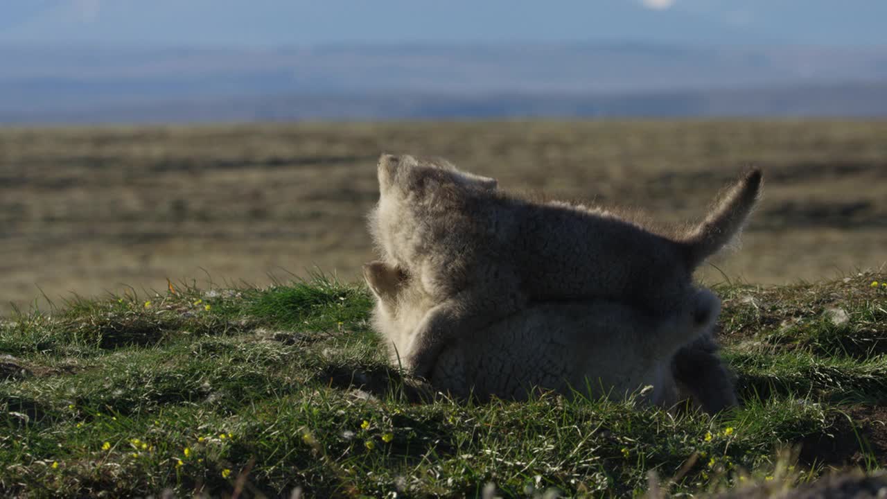 两只北极狼幼崽在巢穴附近玩耍视频下载