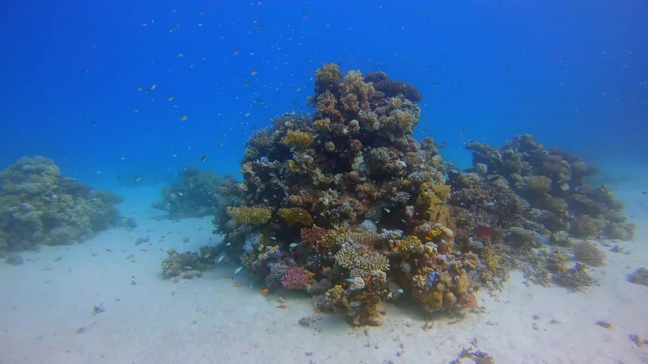 在红海的拉哈米湾/马萨阿拉姆，在色彩斑斓的珊瑚礁和许多热带鱼中潜水视频下载