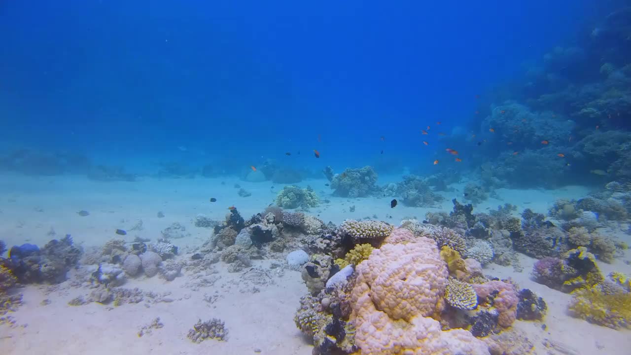 水下潜水在美丽的珊瑚礁和许多热带鱼在红海-马萨阿拉姆视频下载