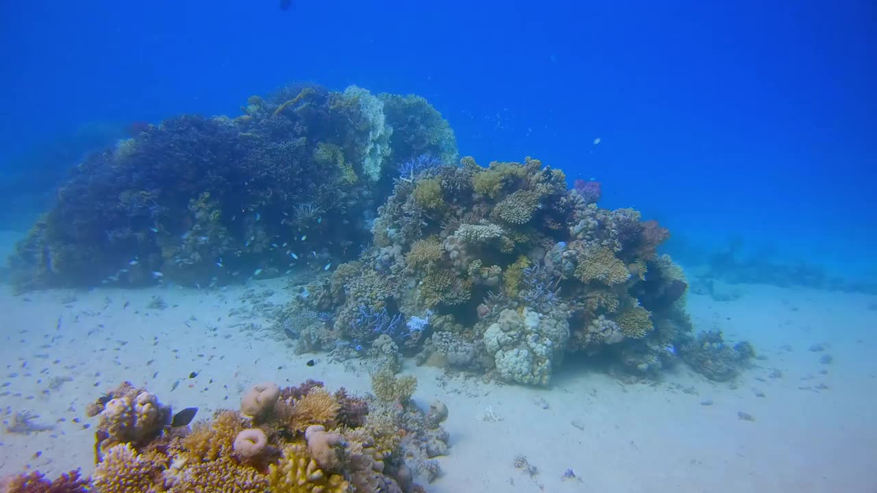 在美丽的珊瑚礁和许多热带鱼水下潜水红海-拉哈米湾/马萨阿拉姆视频下载