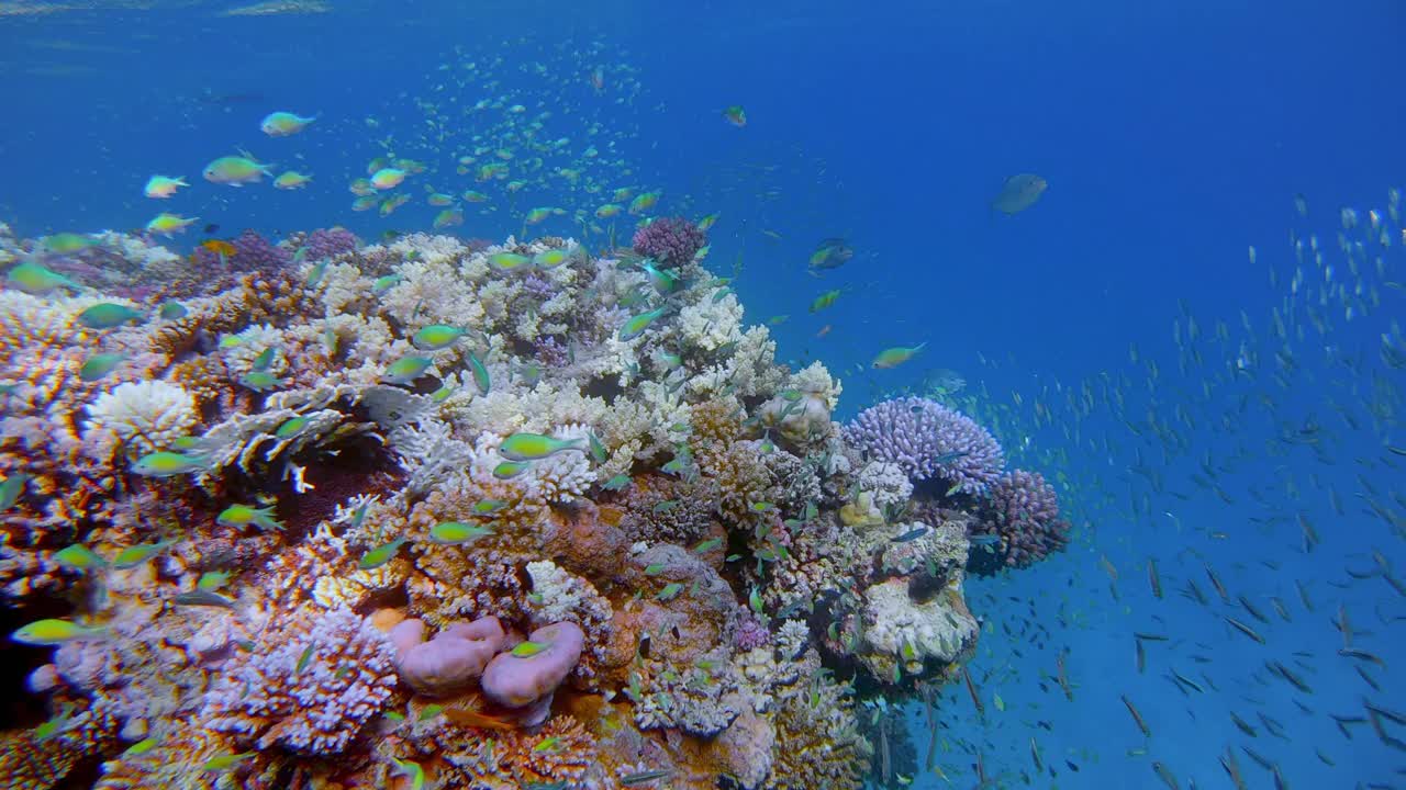 美丽的珊瑚礁上的海洋生物和许多小型热带鱼，绿色Chromis viridis(绿色Chromis)在红海-马萨阿拉姆-埃及视频下载