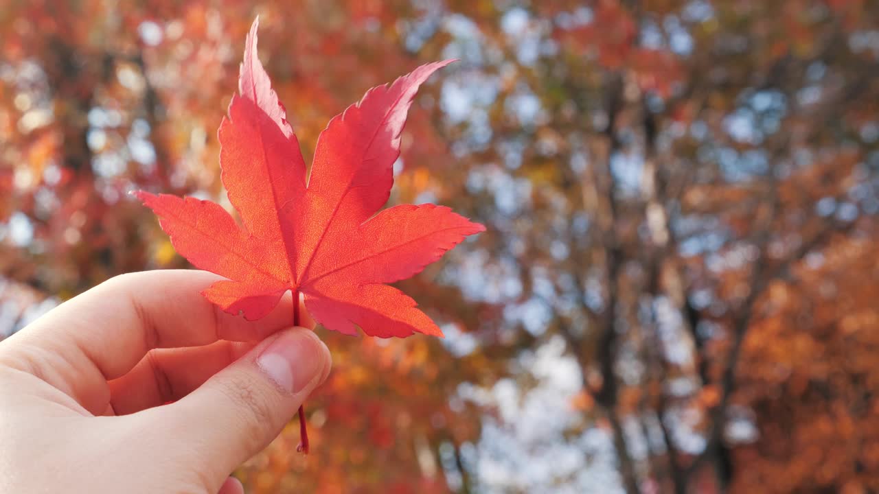 在阳光明媚的秋日背景下，手握枫叶的特写。4 k视频下载