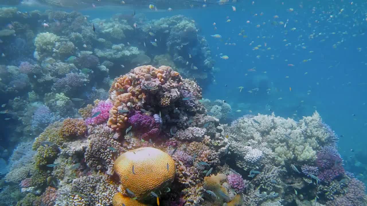 美丽的珊瑚礁上有海洋生物和许多小型热带鱼，绿色的chromis在红海-马萨阿拉姆-埃及视频下载
