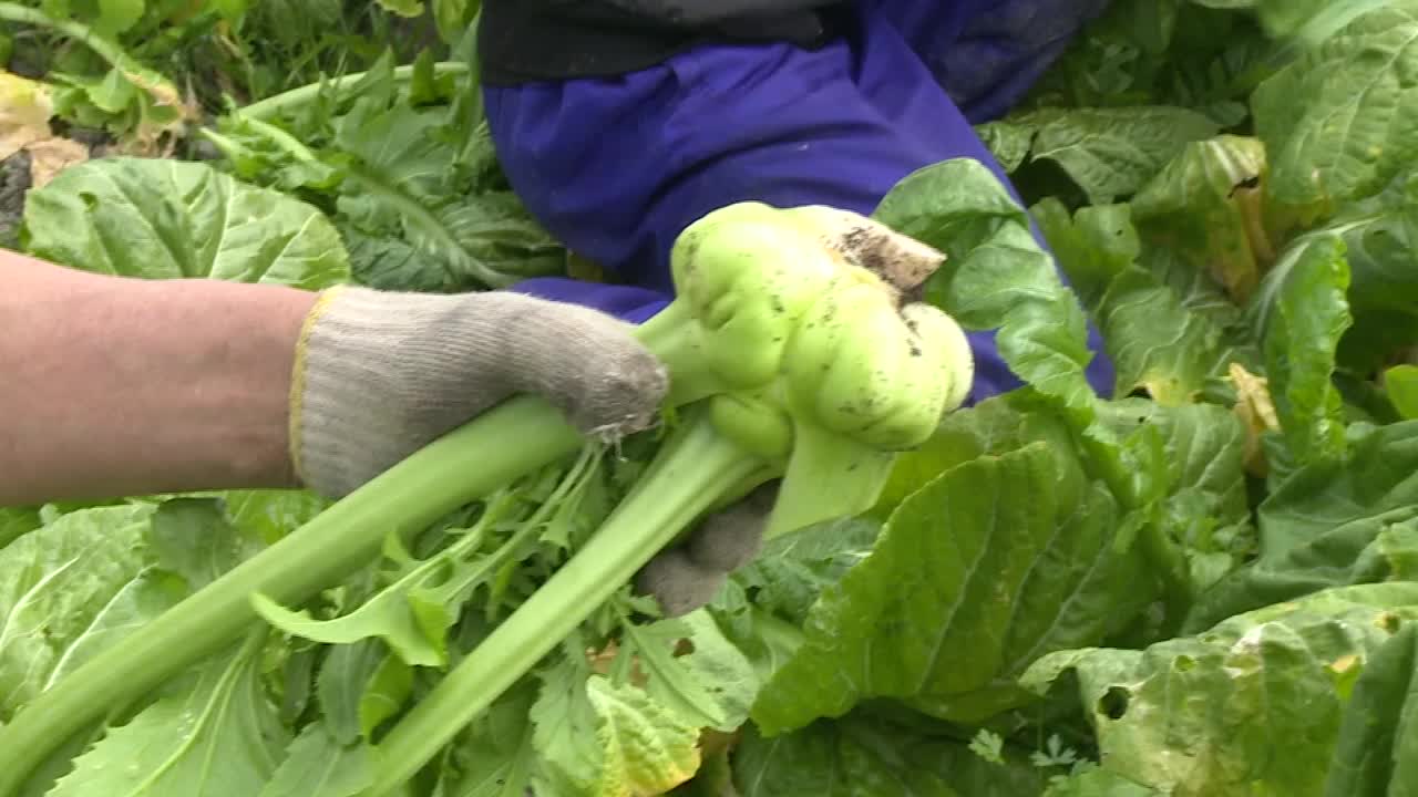 日本千叶查菜的绿茎视频素材