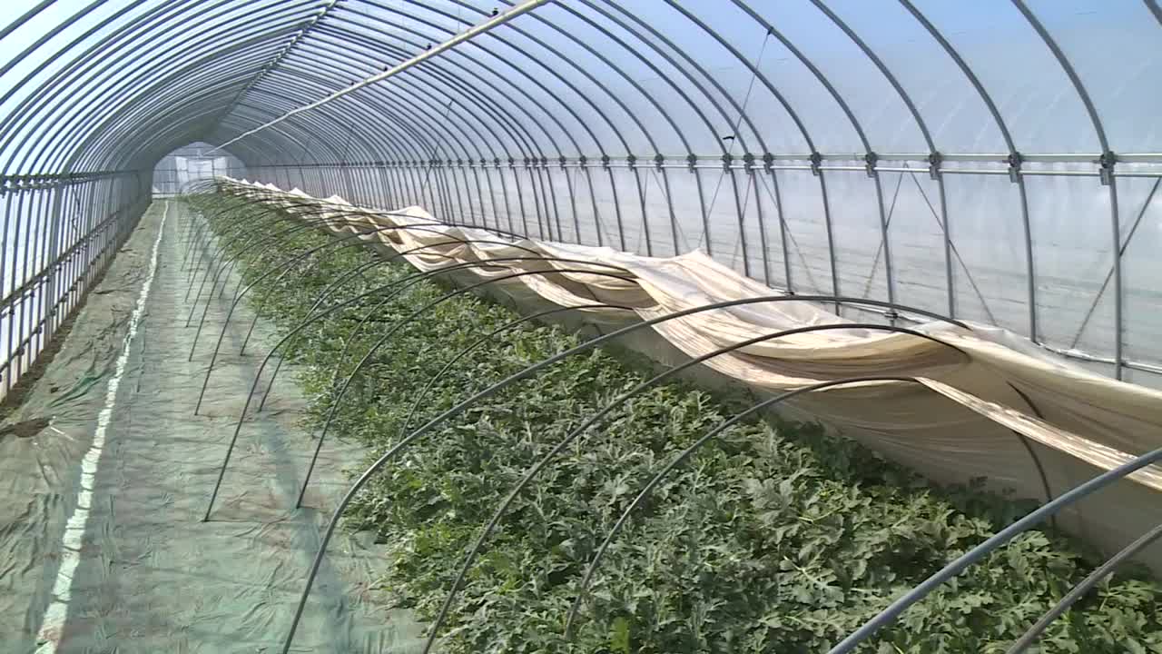 “温室里的西瓜”，日本群马县视频素材