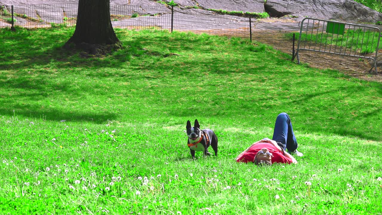 在纽约中央公园，一只狗在睡觉的男人旁边的草坪上。视频下载
