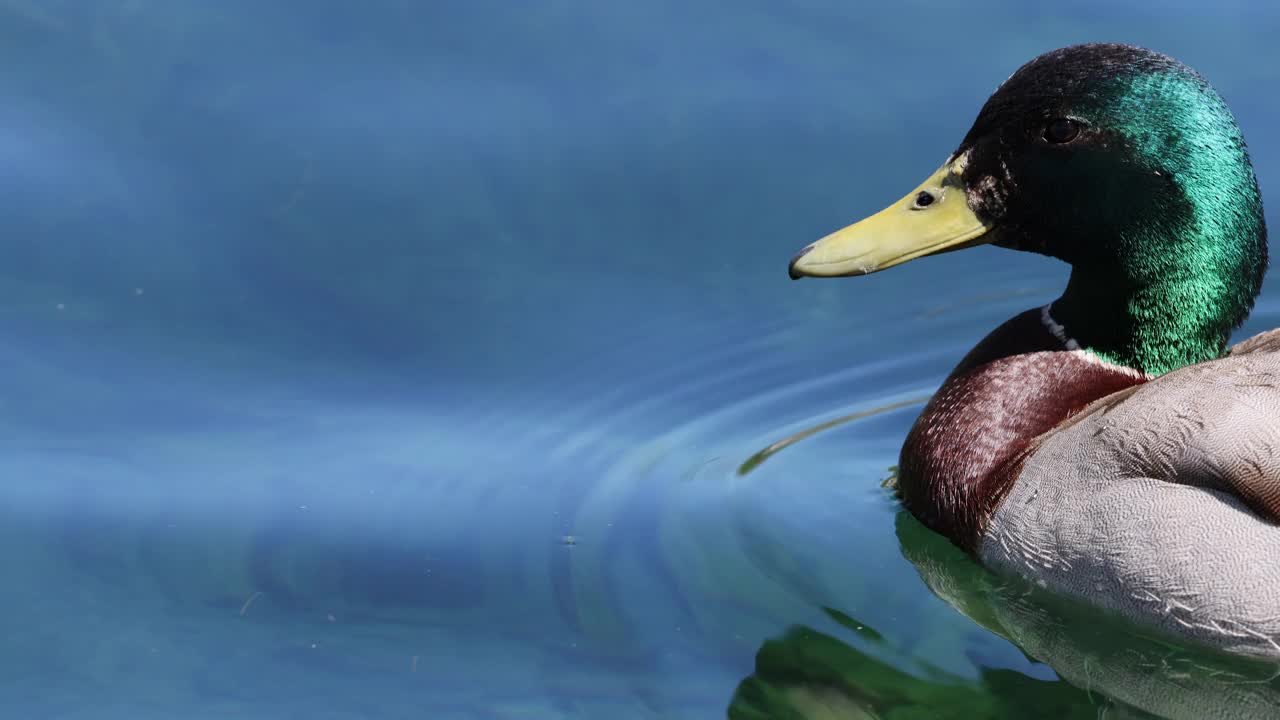 绿头公鸭在池塘里游泳视频下载