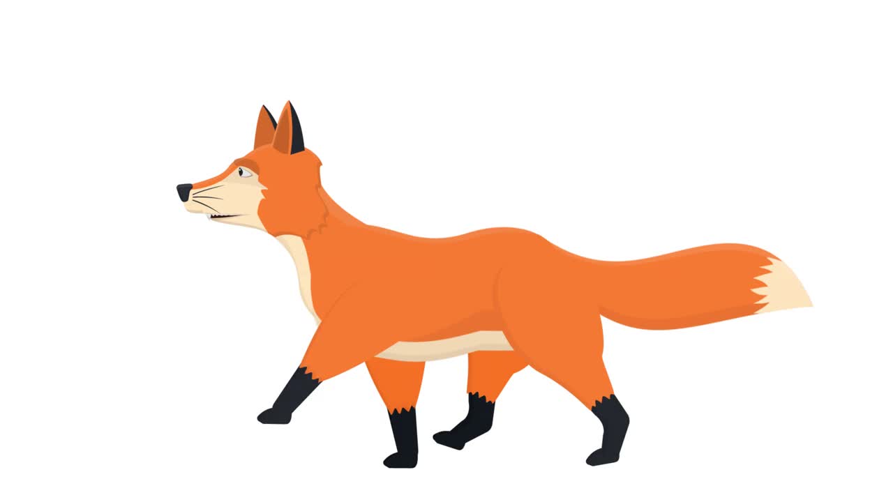 狐狸动物狐狸的动画。卡通视频下载