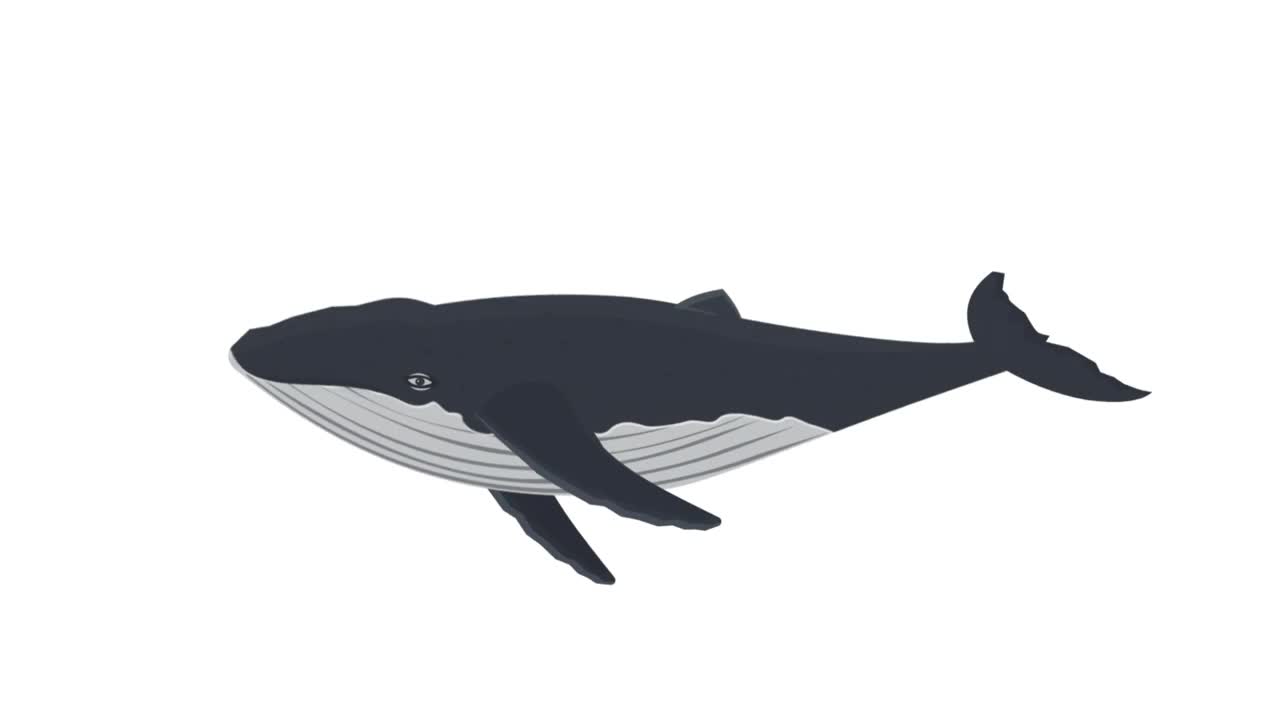 鲸鱼。一个海洋动物的动画。卡通视频素材
