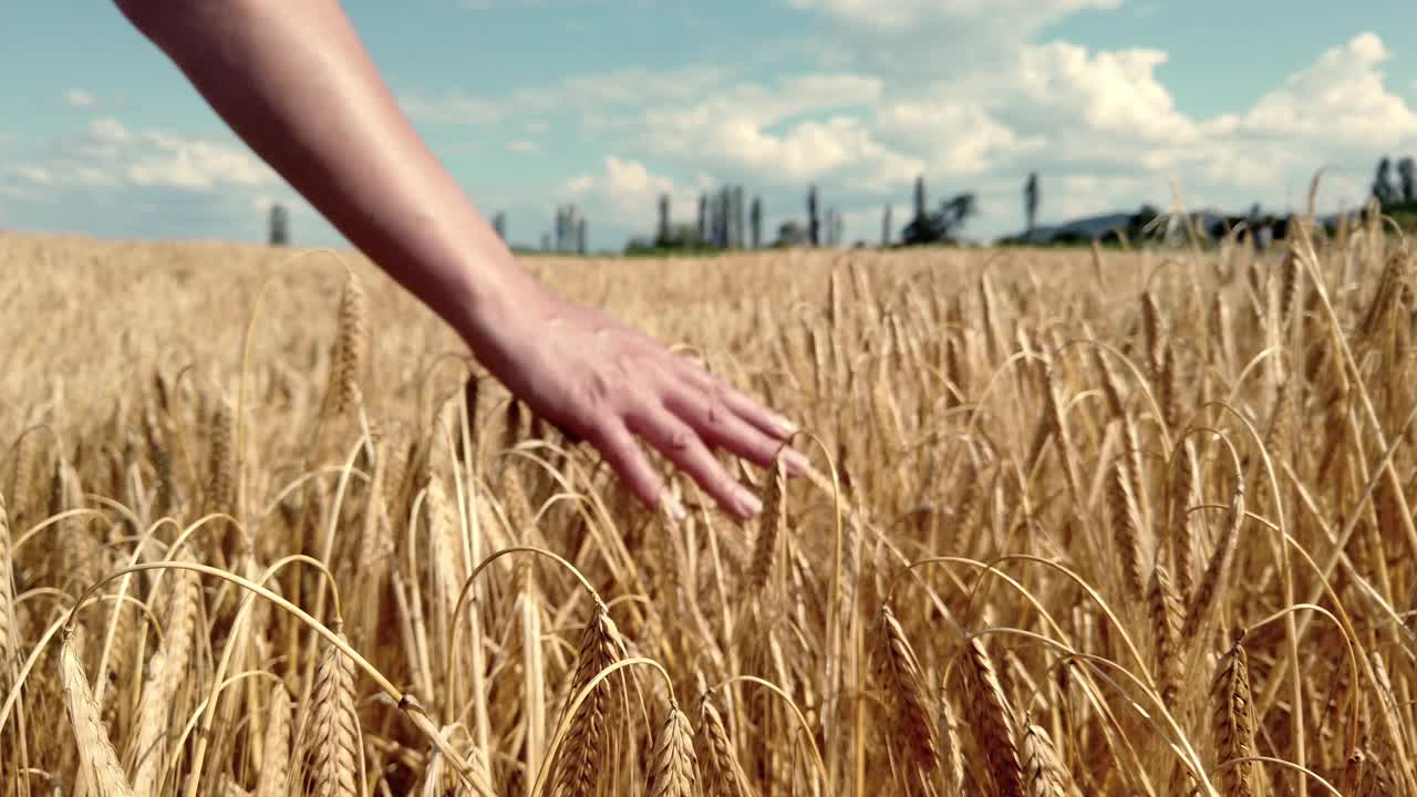 日落时分，女性的手抚摸着成熟的麦穗。慢动作视频下载