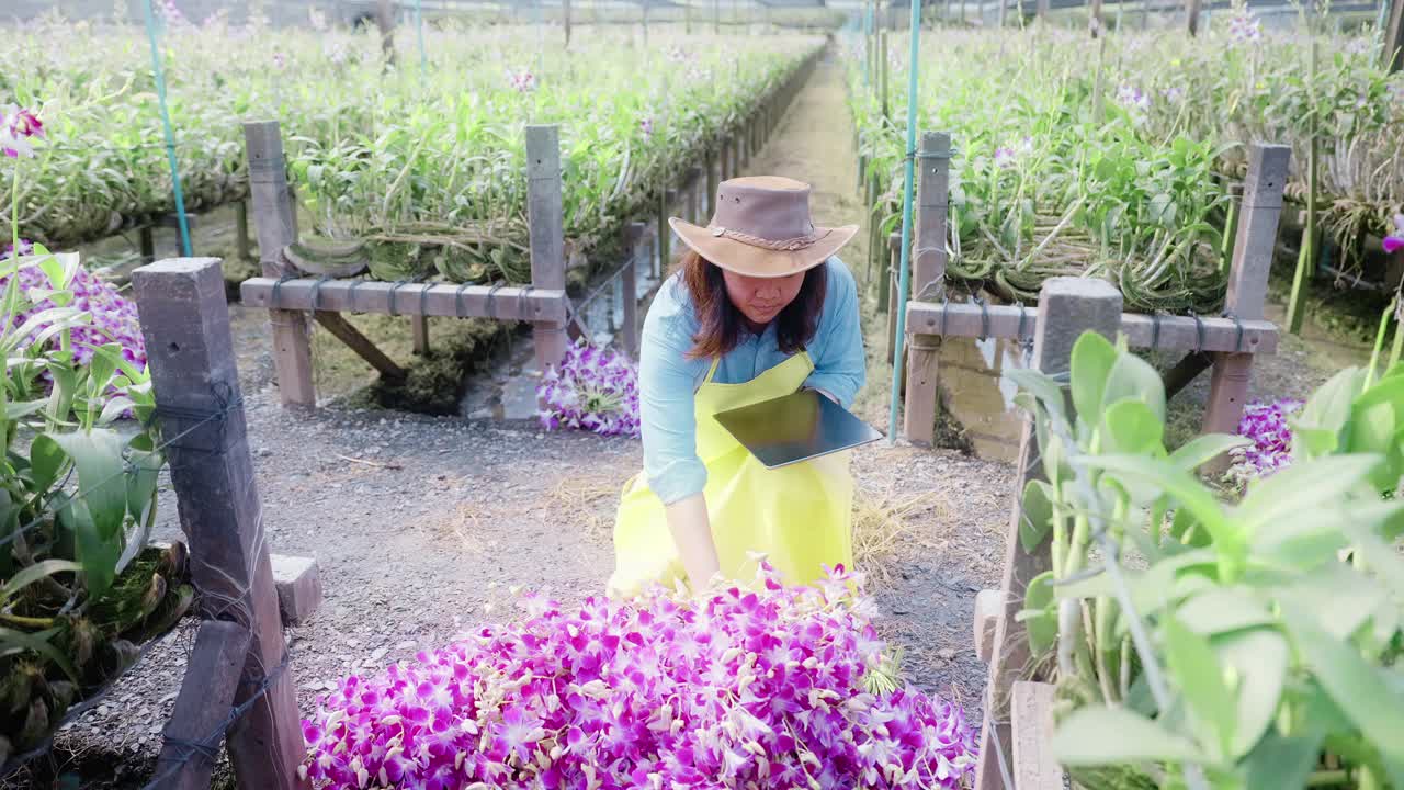 亚洲妇女农民使用技术数字平板行走通过兰花农场检查质量控制，农业或农用工业的概念。视频下载