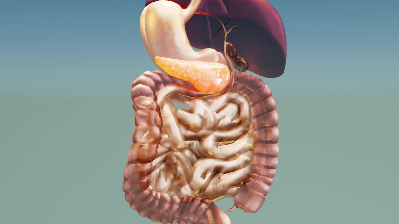 人体胰腺解剖，3D阅读器视频素材