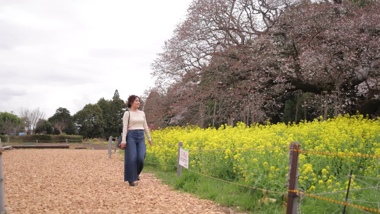 年轻女子走在附近的樱桃树和田野的集合视频下载