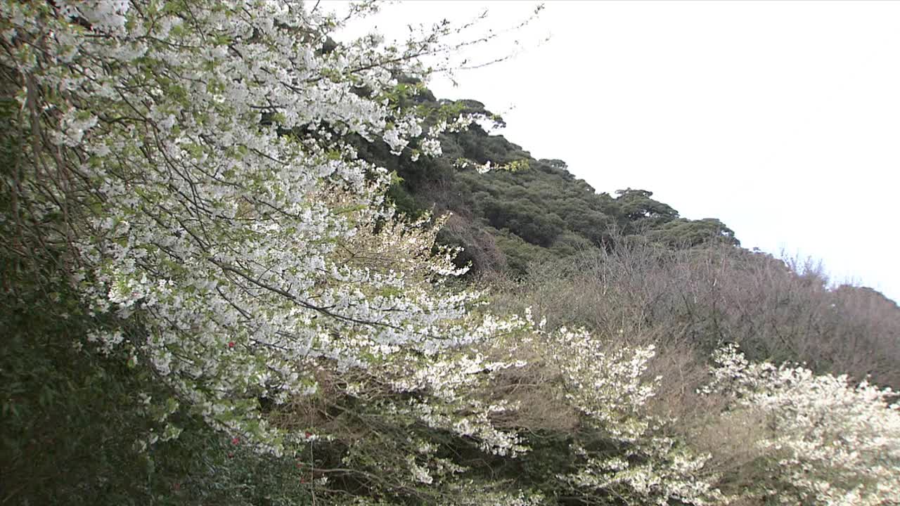 樱花盛开的山林，伊豆大岛，日本视频素材
