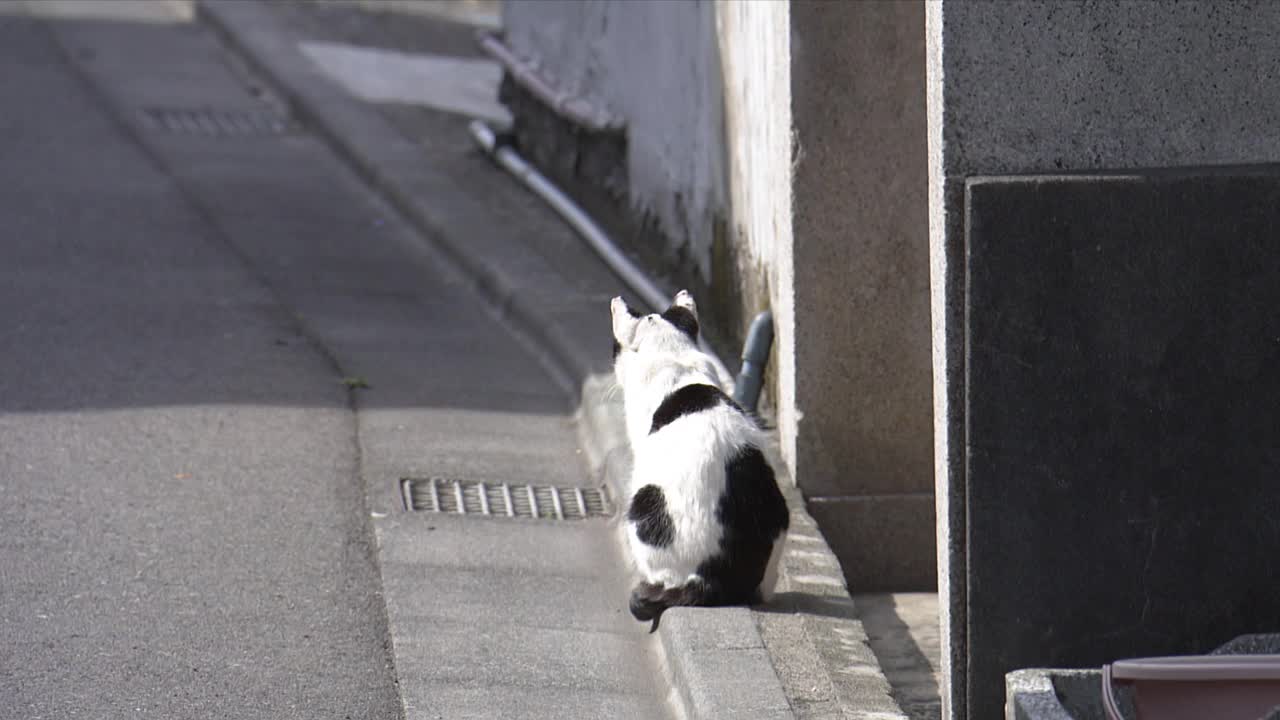 路边猫，伊豆大岛，日本视频素材