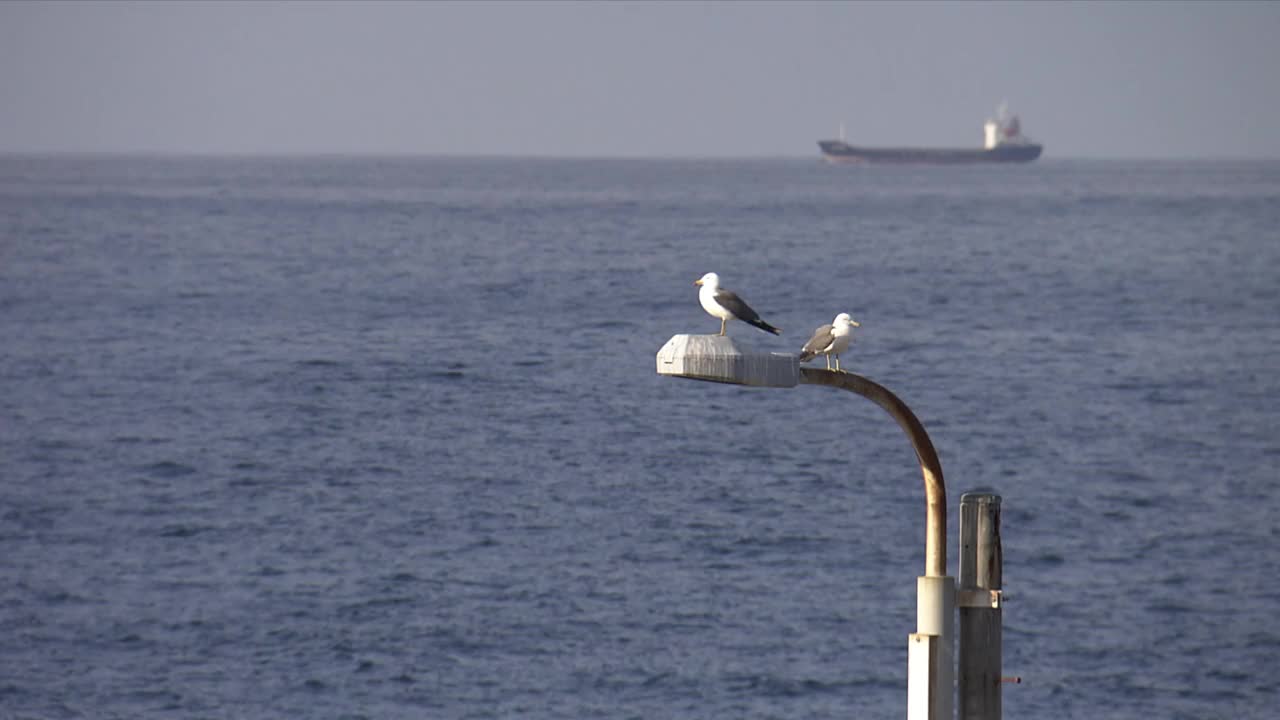 海鸥和油轮，伊豆大岛，日本视频素材