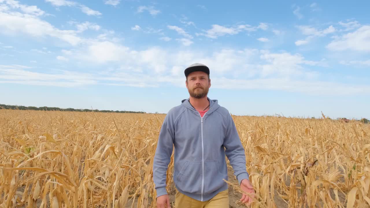 雄性走在秋天的玉米地上视频下载