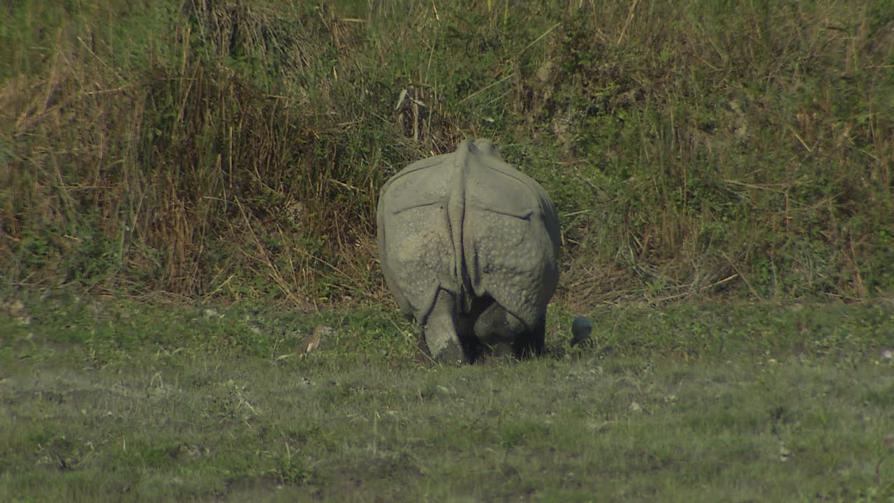卡兹兰加国家公园-草原中受伤的大独角犀牛视频下载