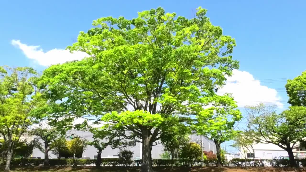 公园里的树视频下载