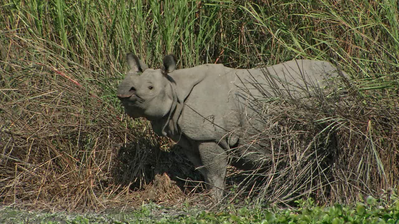 大独角犀牛警觉了/看相机/卡兹兰加国家公园视频下载