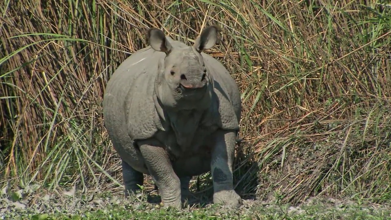 大独角犀牛在卡兹兰加国家公园中独立视频下载