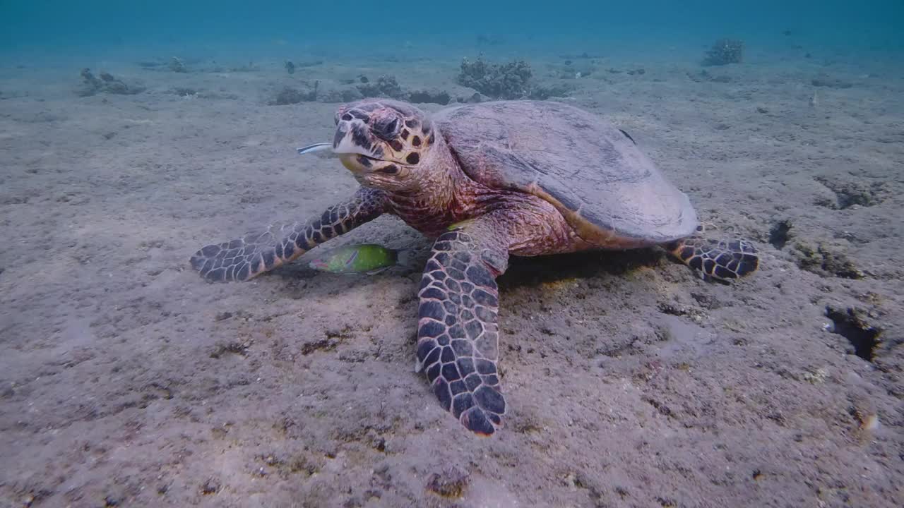 在红海的珊瑚礁上进食的玳瑁海龟-马萨阿拉姆-埃及视频下载