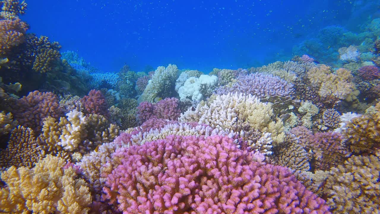 埃及马萨阿拉姆红海的彩色珊瑚花园和许多小型热带鱼视频下载