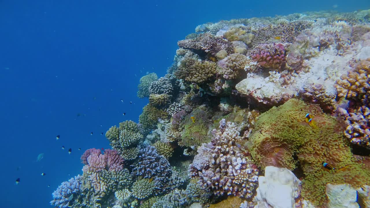红狮鱼(翼狮鱼)或斑马鱼在珊瑚礁/红海视频下载