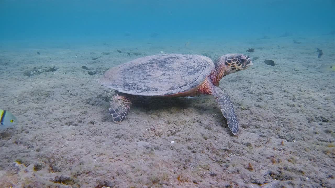 埃及拉哈米湾-马萨阿拉姆，在红海的珊瑚礁上进食的玳瑁海龟视频下载