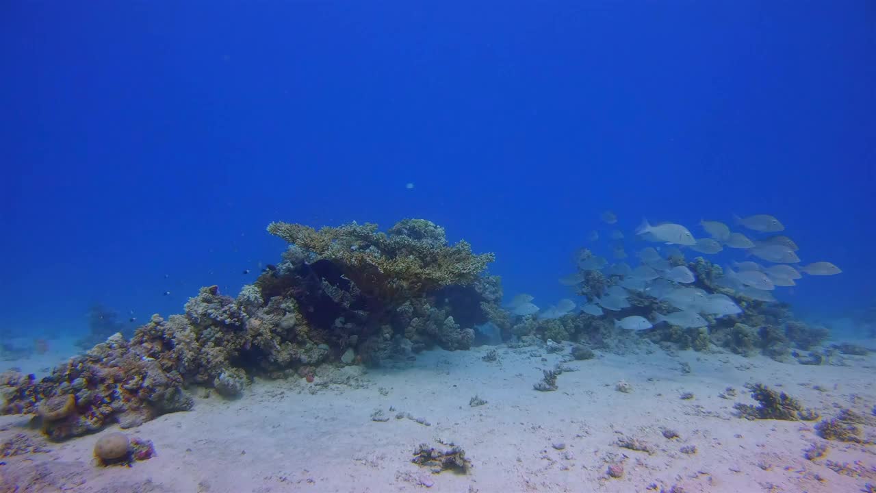 在美丽的珊瑚礁水下潜水，一群鲷鱼在红海-拉哈米湾/马萨阿拉姆视频下载