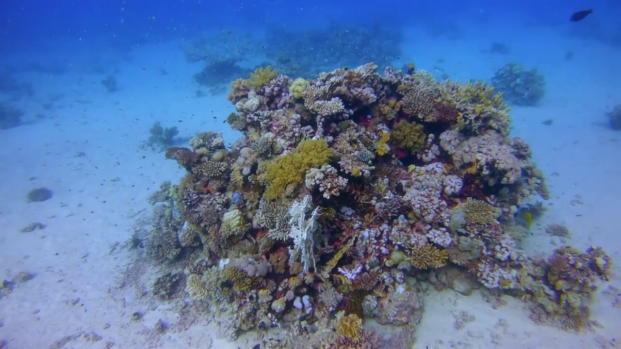 在美丽的珊瑚礁和许多热带鱼水下潜水红海-拉哈米湾/马萨阿拉姆视频下载