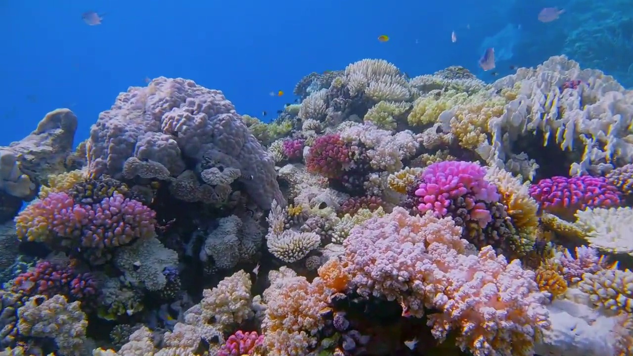 埃及玛萨阿拉姆红海上美丽的珊瑚视频下载