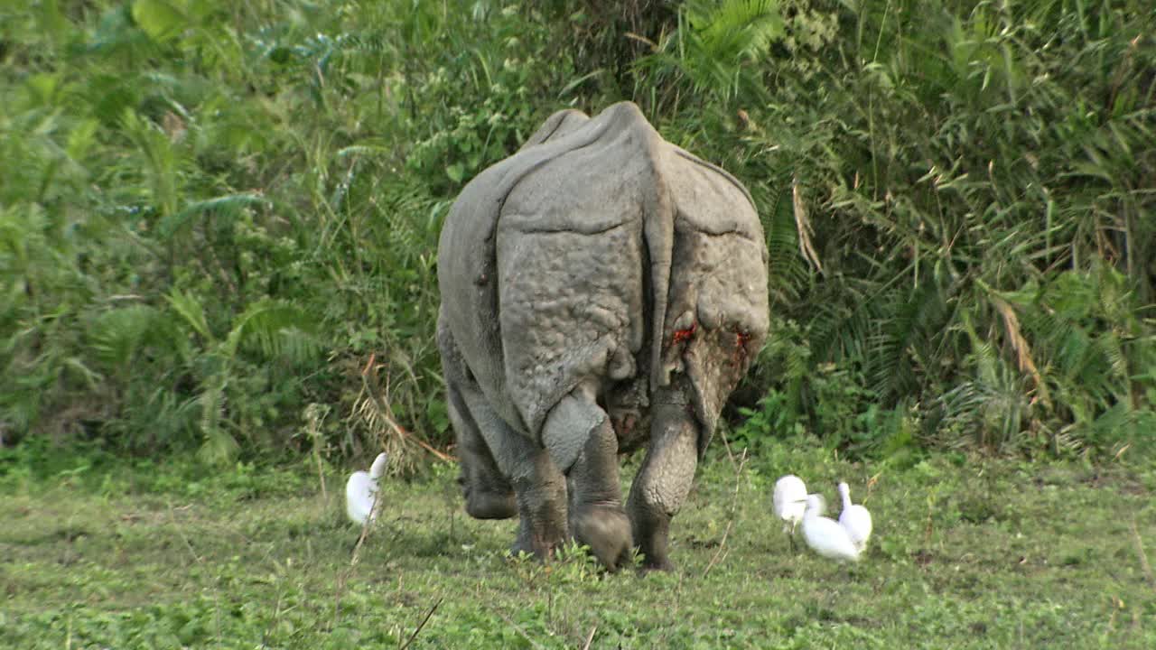 非常罕见的剪辑-受伤的大独角犀牛放牧/卡兹兰加国家公园视频下载