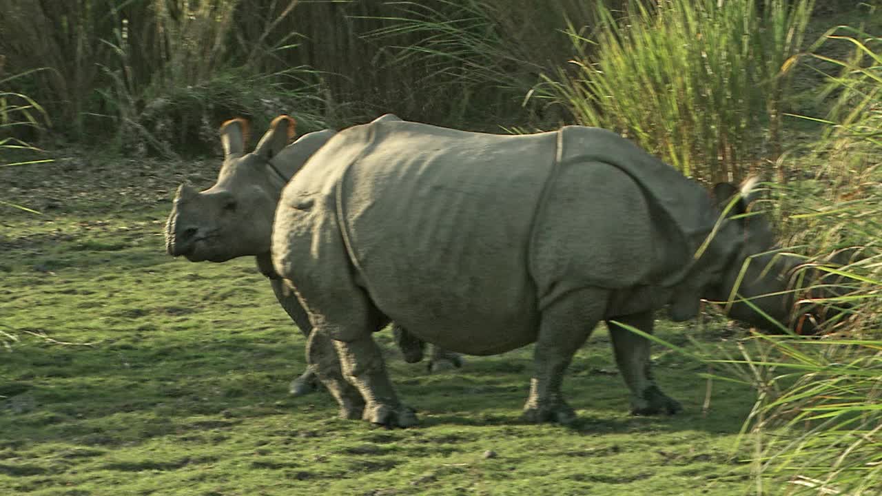 大独角犀牛在吃草，小犀牛在后面奔跑/卡兹兰加国家公园视频下载