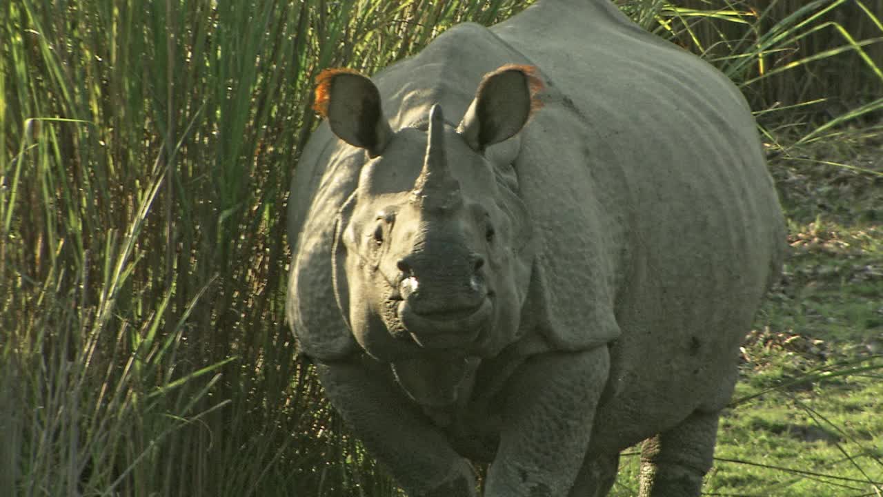 大独角犀牛在吃草/看镜头/卡兹兰加国家公园视频下载